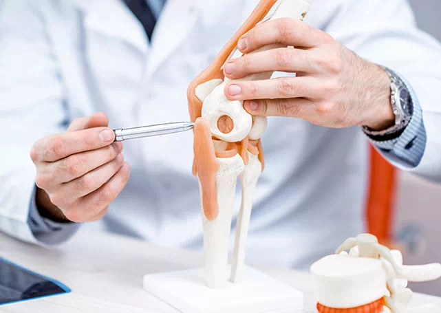 Ortopeda wskazuje długopisem na makietę kolana